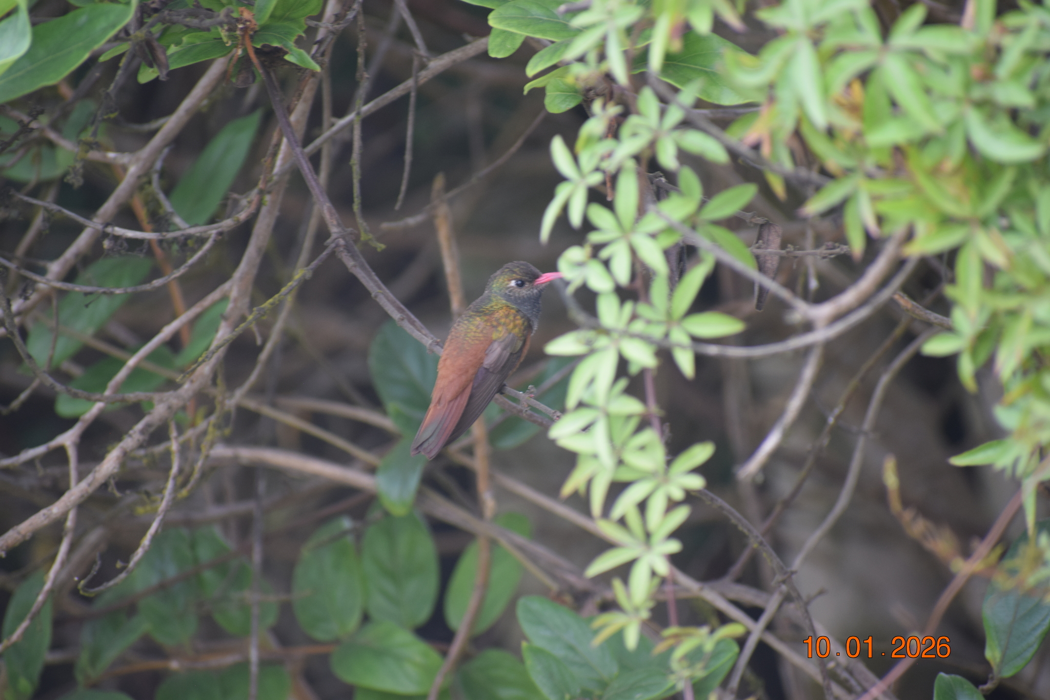 Amazilia Hummingbird (Amazilis amazilia), photo 2