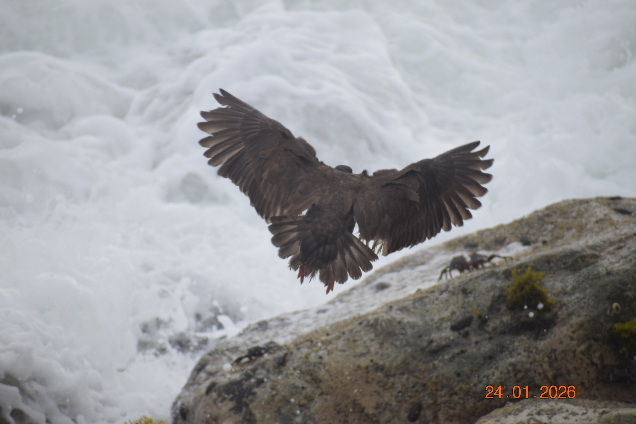 Blackish Oystercatcher (Haematopus ater), photo 9