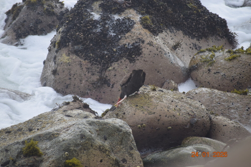 Blackish Oystercatcher (Haematopus ater), photo 9