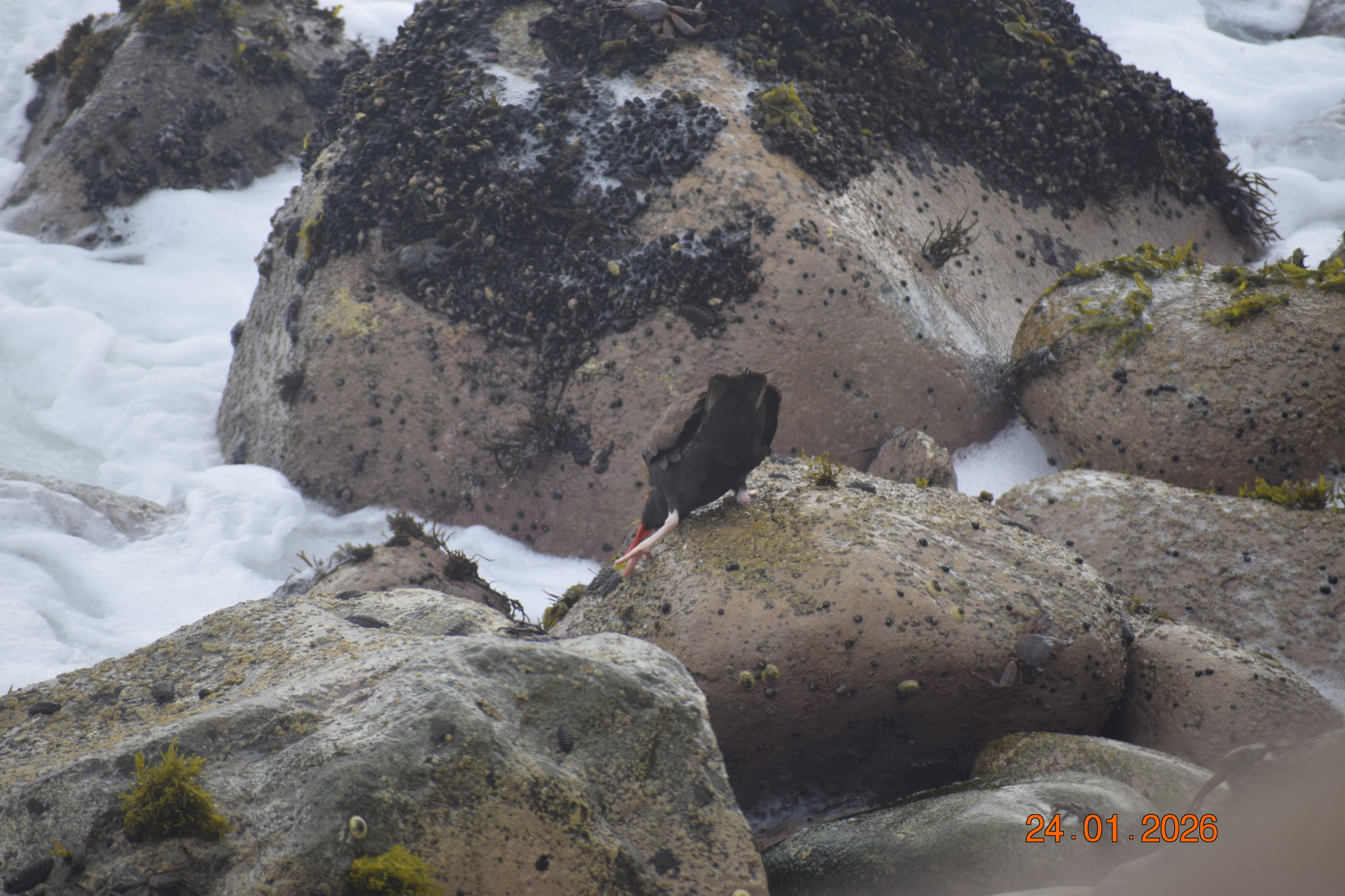 Blackish Oystercatcher (Haematopus ater), photo 10