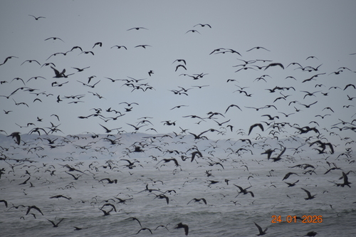 Inca Tern (Larosterna inca), photo 6