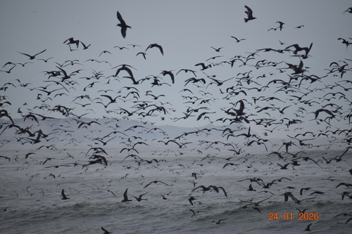 Inca Tern (Larosterna inca), photo 5