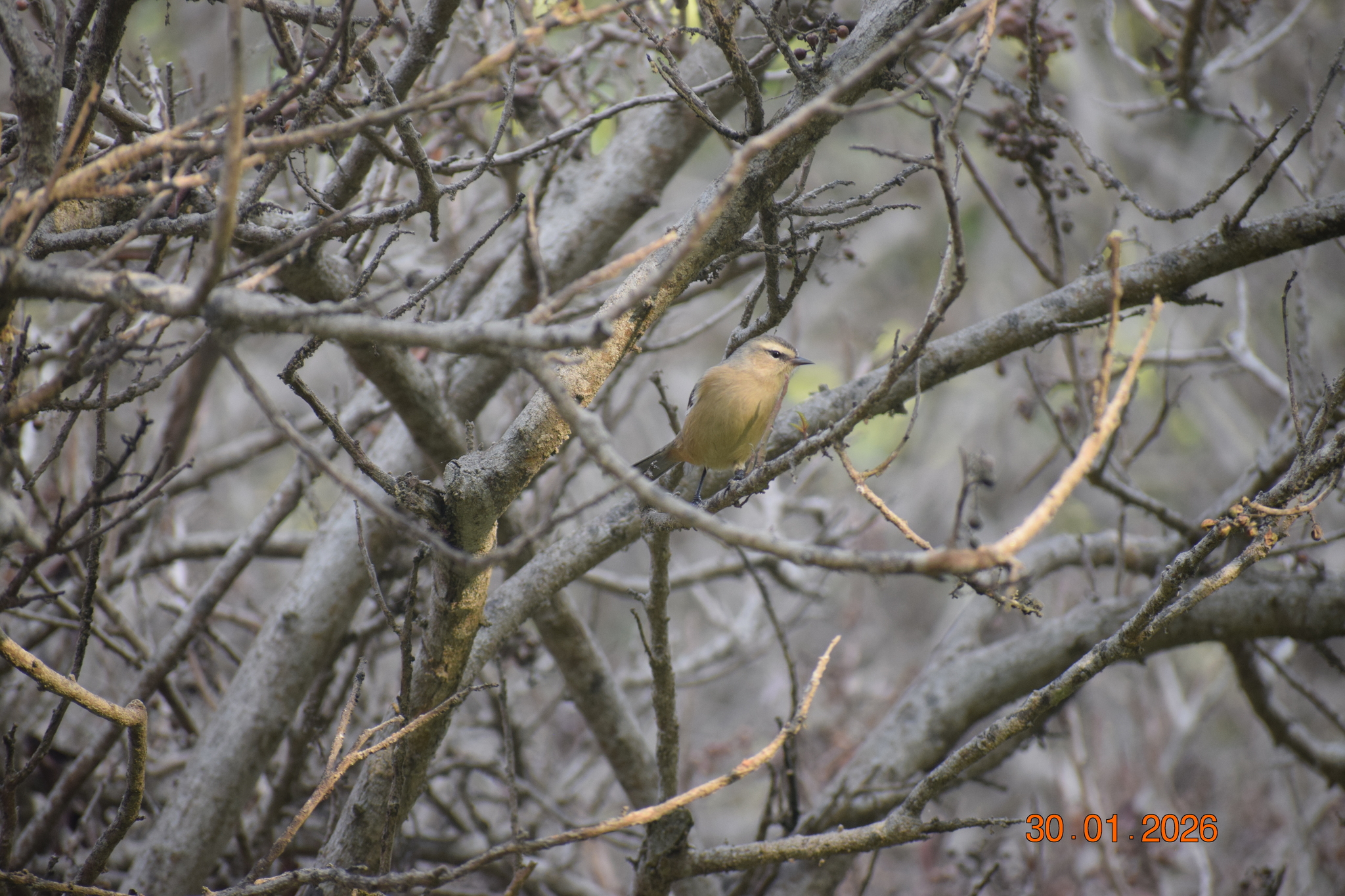 Cinereous Conebill (Conirostrum cinereum), photo 2