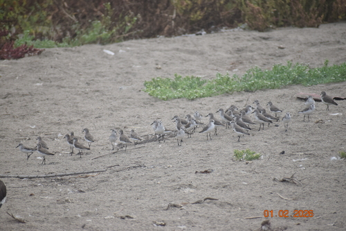 Semipalmated Sandpiper (Calidris pusilla), photo 6