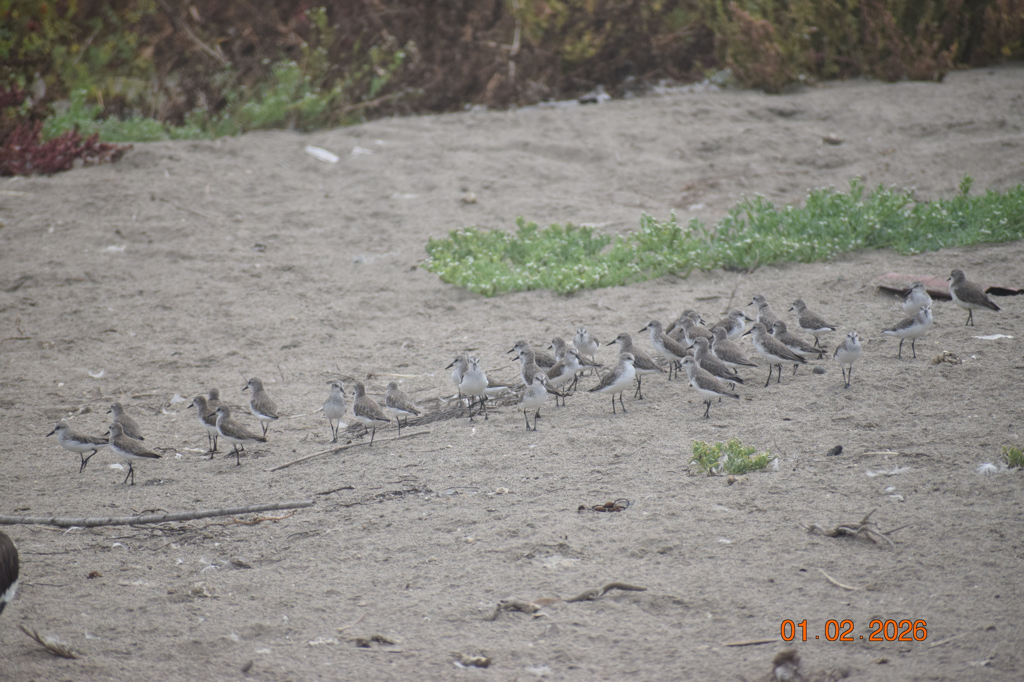 Semipalmated Sandpiper (Calidris pusilla), photo 6