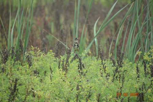 Bobolink (Dolichonyx oryzivorus), photo 5