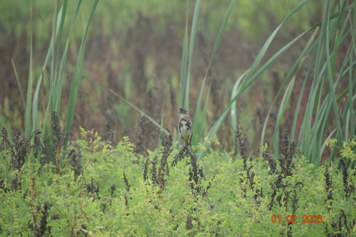 Bobolink (Dolichonyx oryzivorus), photo 4