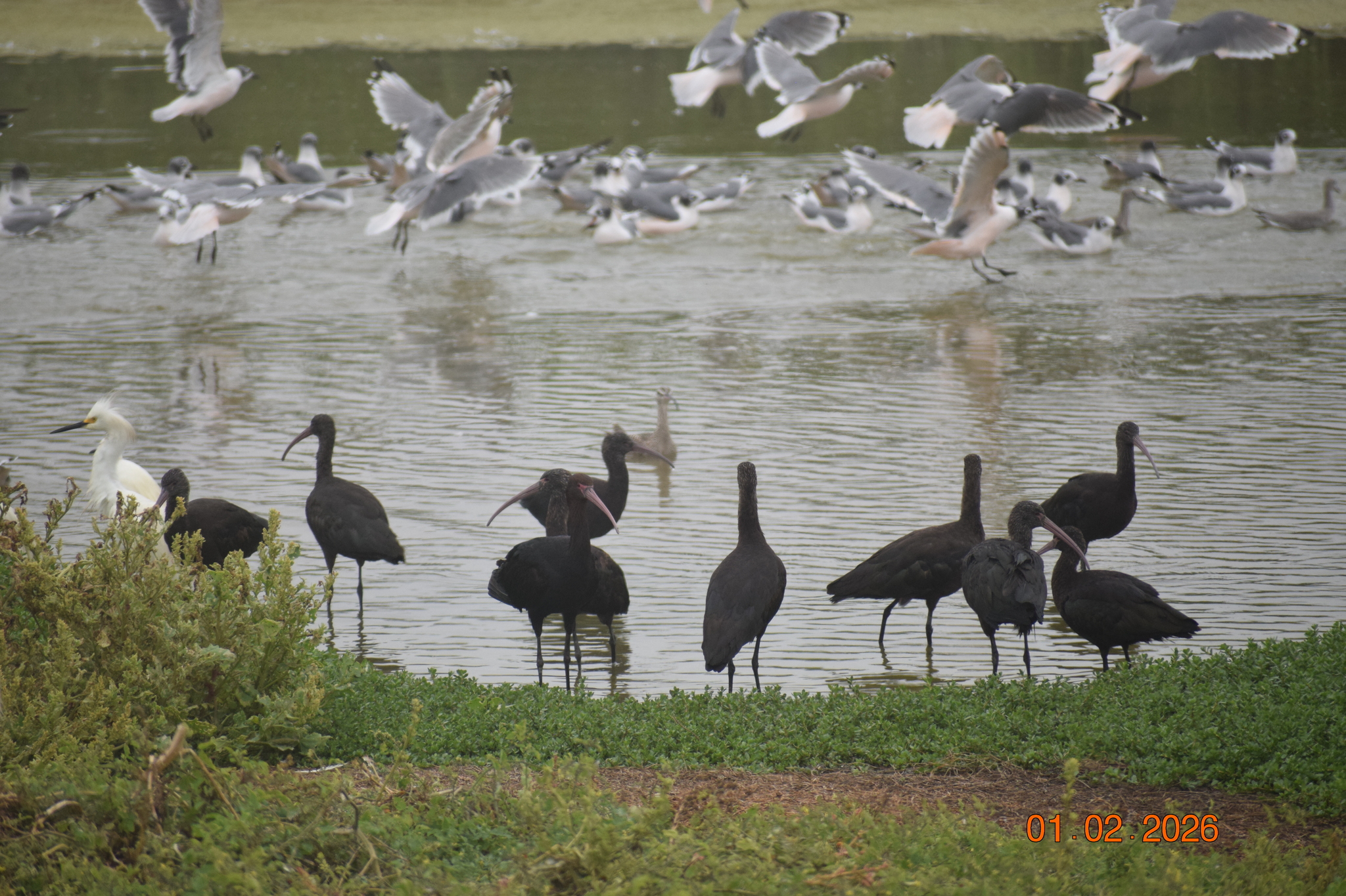 Puna Ibis (Plegadis ridgwayi), photo 7