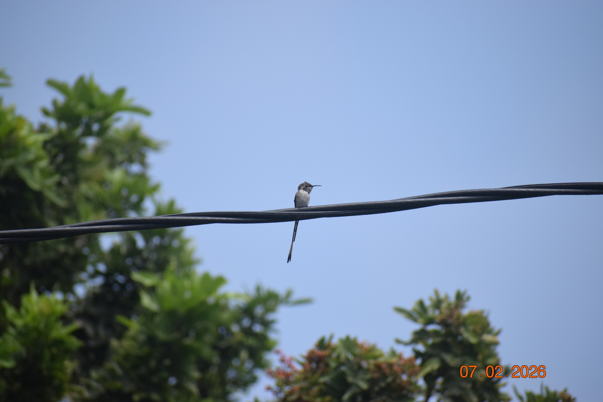 Peruvian Sheartail (Thaumastura cora), photo 7
