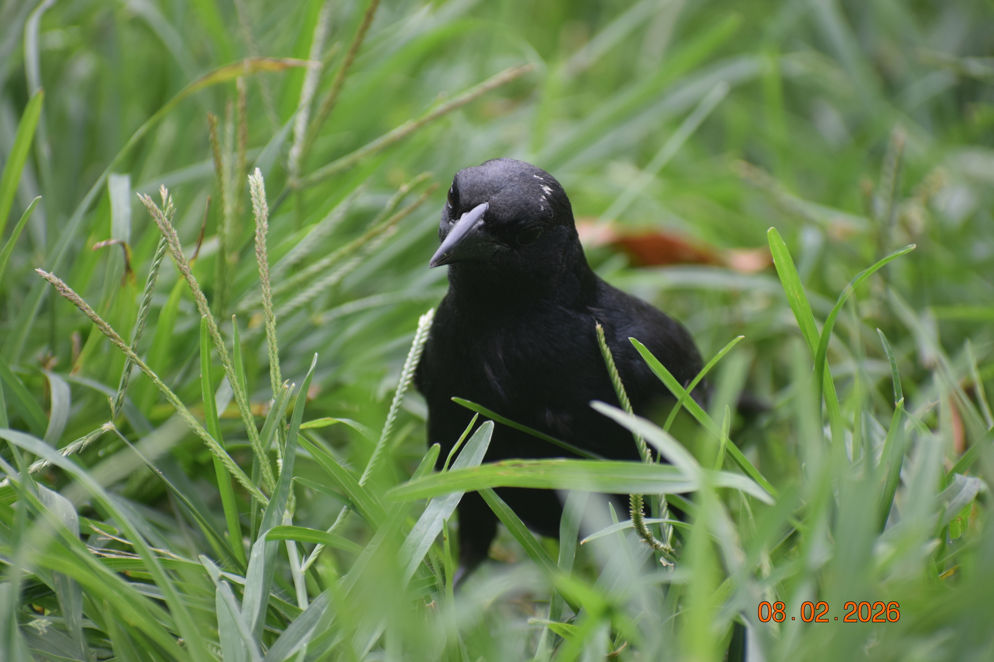 Scrub Blackbird (Dives warczewiczi), photo 7