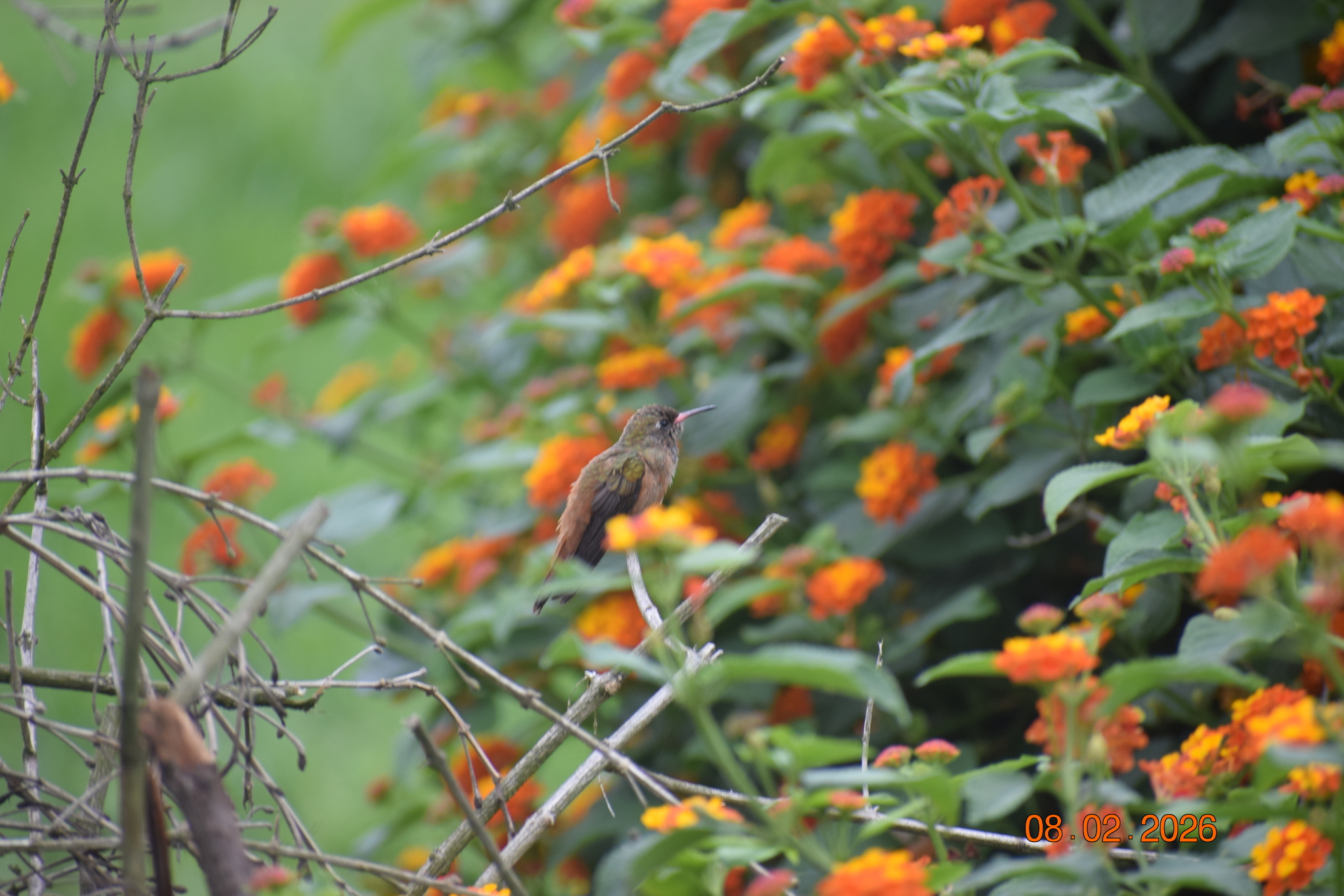 Amazilia Hummingbird (Amazilis amazilia), photo 5