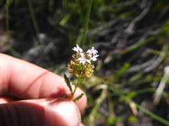 Lobelia jasionoides