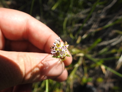 Lobelia jasionoides