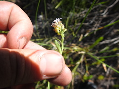 Lobelia jasionoides
