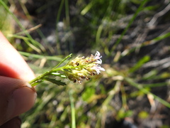 Lobelia jasionoides