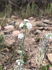 Cryptantha muricata