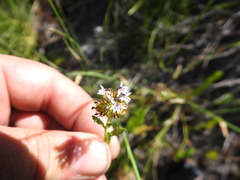 Lobelia jasionoides