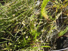 Lobelia jasionoides
