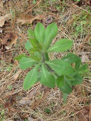 Baptisia bracteata