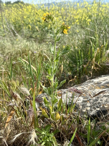 Amsinckia tessellata iNat (3)