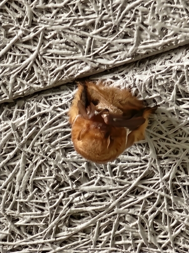 Eastern Red Bat observed by crego