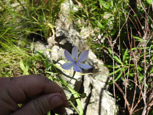 Purple Rushiris (Bobartia lilacina)