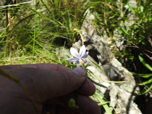 Image of Purple Rushiris (Bobartia lilacina) by (c) Matthew Fainman, some rights reserved (CC BY)