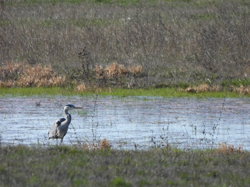 Grey Heron