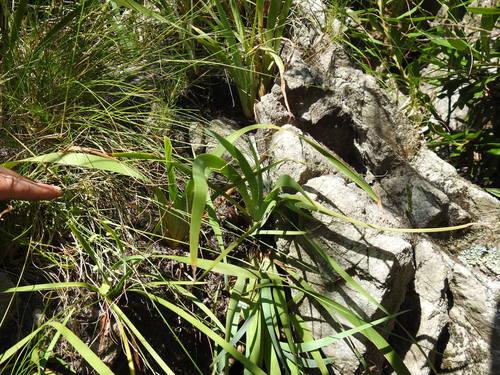 Image of Purple Rushiris (Bobartia lilacina) by (c) Matthew Fainman, some rights reserved (CC BY)