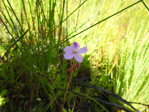 Drosera capensis