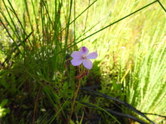 Drosera capensis