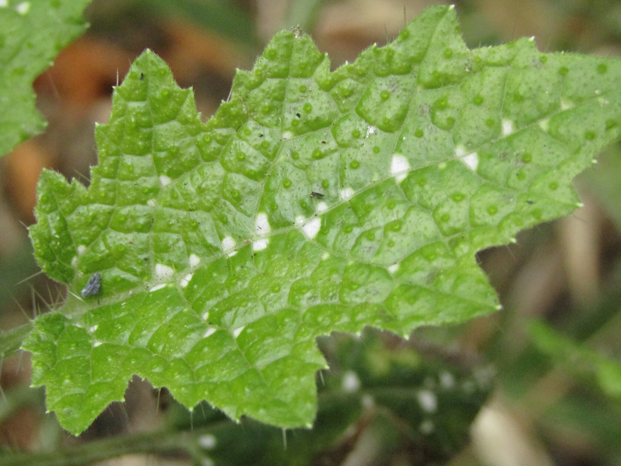 Loasa acanthifolia
