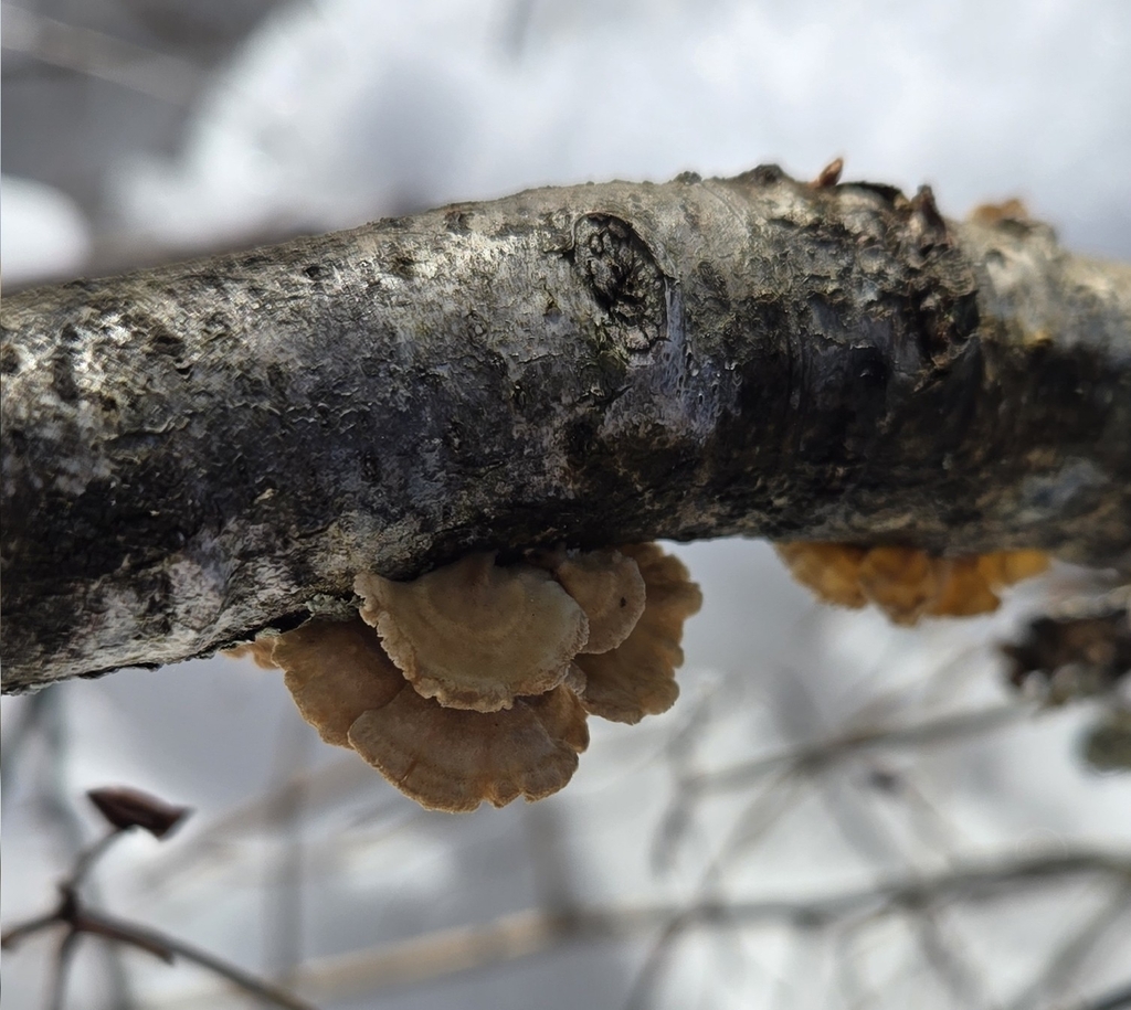Plicatura crispa · February 2026 · photo: © alexgray01134 (iNaturalist, cc-by)