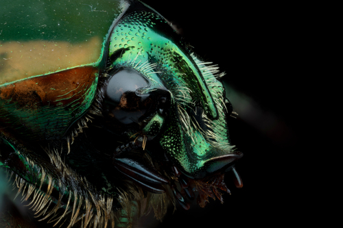 Common Green June Beetle, Daniels Rd, Framingham, MA, US, photo 9 of 10