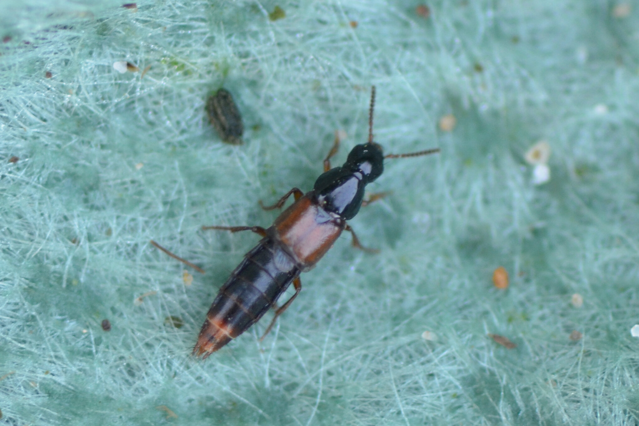 Quedius cruentus