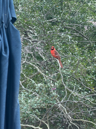 Northern Cardinal
