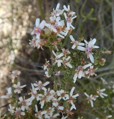 Olearia lanuginosa