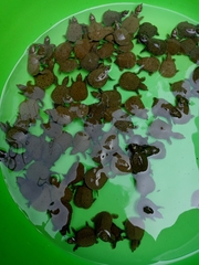 Pelodiscus variegatus