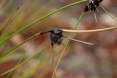 Mesomelaena tetragona