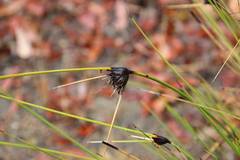 Mesomelaena tetragona