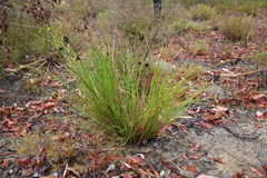 Mesomelaena tetragona