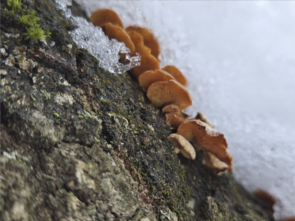 Panellus stipticus · February 2026 · photo: © alexgray01134 (iNaturalist, cc-by)