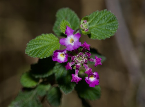 Lantana montevidensis