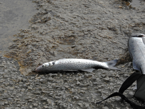 Spotted seabass (Dicentrarchus punctatus) — Moronidae