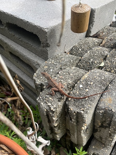 Brown Anole