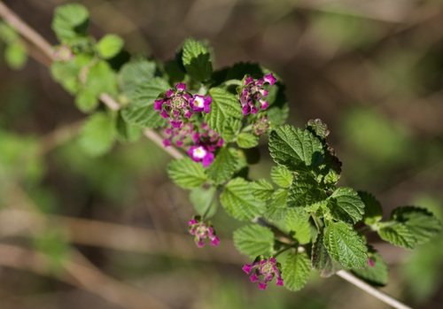 creeping lantana
