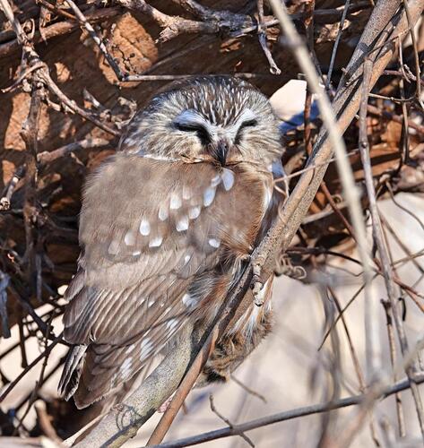 Northern Saw-whet Owl observed by ikso_99