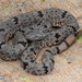 Rock Rattlesnake - Photo (c) J.D. Willson, some rights reserved (CC BY-NC), uploaded by J.D. Willson