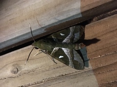 Nephele argentifera