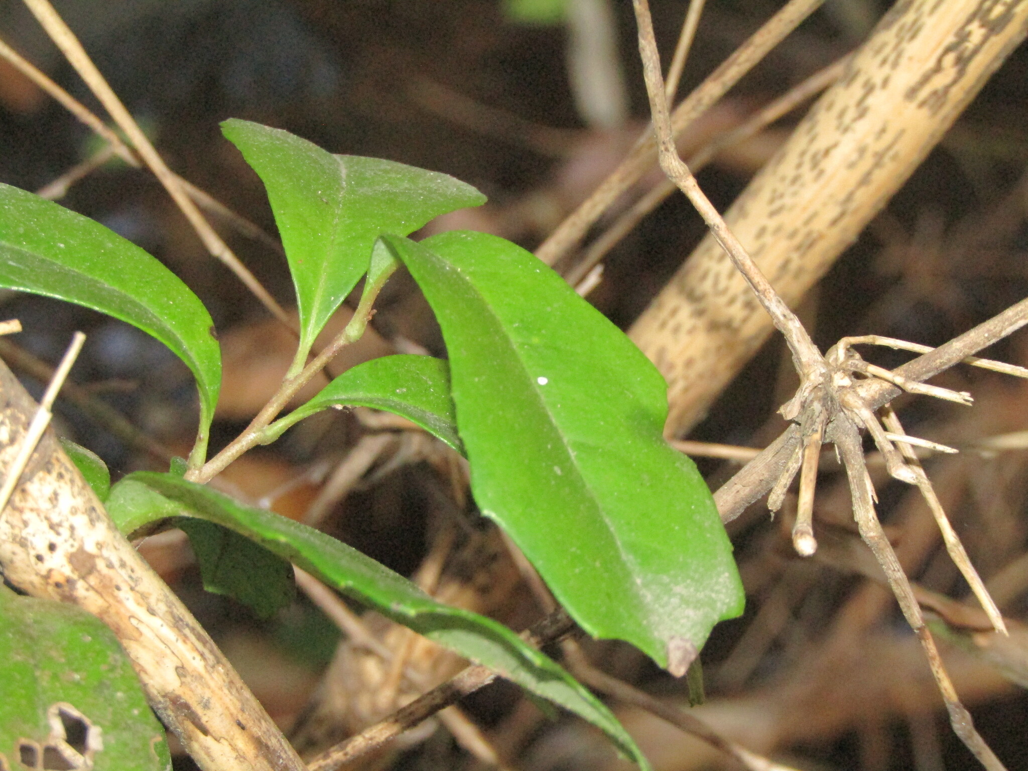 Lomatia Dentata (Lomatia dentata)